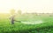 A farmer with a mist sprayer treats the potato plantation from pests and fungus infection. Use chemicals in agriculture. Harvest