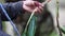 Farmer mixing  pollen of Salacca zalacca