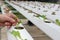 farmer monitor lettuce vegetable in hydroponic farm