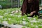farmer monitor lettuce vegetable in hydroponic farm
