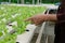 farmer monitor lettuce vegetable in hydroponic farm