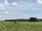 Farmer mowing the grass with a tractor