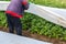 A farmer opens a spunbond potato plantation. Opening of young potato bushes as it warms. Hardening of plants in late spring.