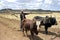 Farmer with oxen and plow on the road to cropland