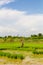 Farmer paddy fields