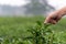 The farmer people form indian Asian woman working and picking tea leaf after the rain in farm tea plantation agriculture