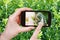 Farmer photographs larva of insect pest on boxtree