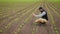 Farmer photographs sprouts of young corn in the field