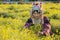 Farmer pick yellow flower Chrysanthemum or Dendranthema indicum