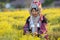 Farmer pick yellow flower Chrysanthemum or Dendranthema indicum