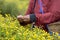 Farmer pick yellow flower Chrysanthemum or Dendranthema indicum