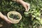 Farmer picking blackcurrant.Natural light.Ripe healthy seasonal fruits.Empty space