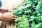 Farmer picking fresh organic vegetables form garden