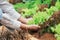 Farmer picking fresh organic vegetables form garden