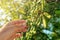 Farmer picking olive like fruit from oleaster shrub