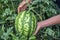 Farmer picking organic watermelon