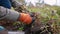 Farmer picking peanuts digging with shovel in fall. Gardener pulling bunch.