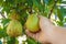 Farmer picking pear fruit grown in organic garden