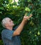 Farmer picking pears