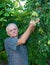 Farmer picking pears