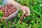 Farmer picking ripe gooseberries