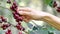 Farmer picking ripe red coffee berries from the coffee tree