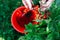 Farmer picking ripe red currant berries in red bucket. Top view