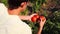 Farmer Picking Ripe Tomato in Vegetable Garden