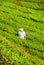 Farmer picking tea leafs in Cameron Highlands