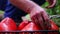 Farmer picking up fresh tomatoes. Horticulture. Homegrown vegetables.