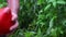 Farmer picking up fresh tomatoes. Horticulture. Homegrown vegetables.