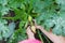 Farmer picking up zucchini from a plant