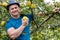 Farmer picking yellow apples