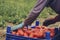 Farmer picks a crop of tomatoes and puts them in a box in a vegetable garden.