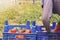 Farmer picks a crop of tomatoes and puts them in a box in a vegetable garden.