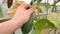 Farmer picks cucumbers. fresh vegetables