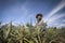 Farmer in pineapple farm