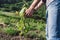 Farmer placing the vine plants on the stakes. Work in the vineyard