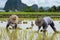 Farmer plant rice seedlings