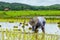 Farmer plant rice sprouts