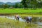 Farmer plant rice sprouts