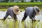 Farmer plant rice sprouts