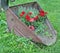 The farmer planted geranium in an old rusty metal bucket of a br