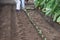 A farmer planting broccoli seedlings.