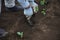 A farmer planting broccoli seedlings.