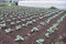 A farmer planting broccoli seedlings.