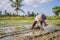 The Farmer planting on the organic paddy rice farmland
