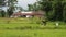 The Farmer planting on the organic paddy rice farmland