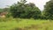 The Farmer planting on the organic paddy rice farmland