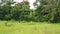 The Farmer planting on the organic paddy rice farmland